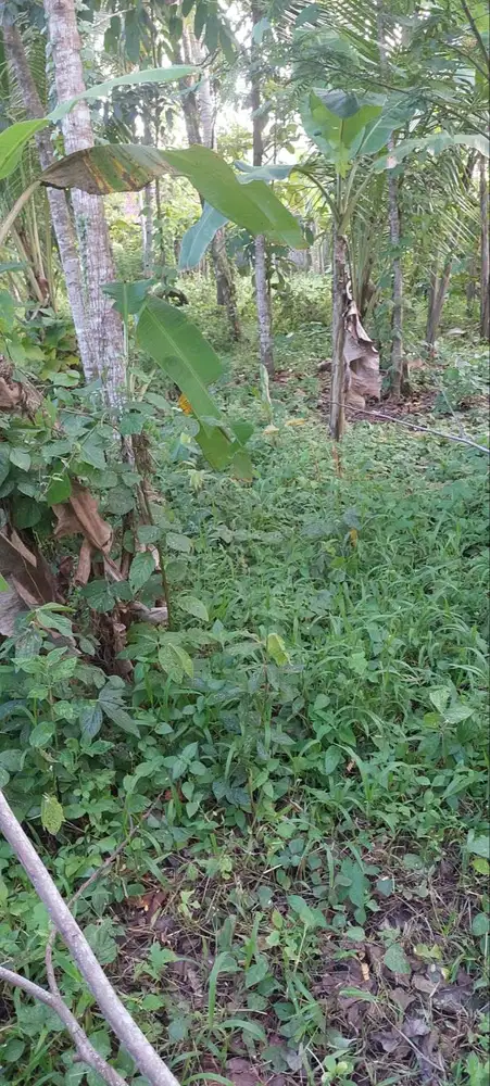 Tanah Dijual Segera