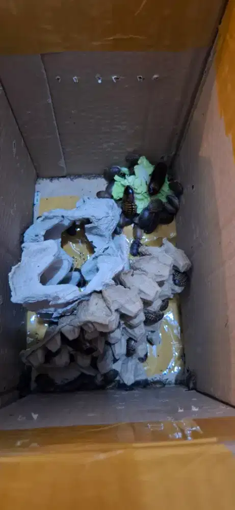 Dijual Kecoa Dubia borongan