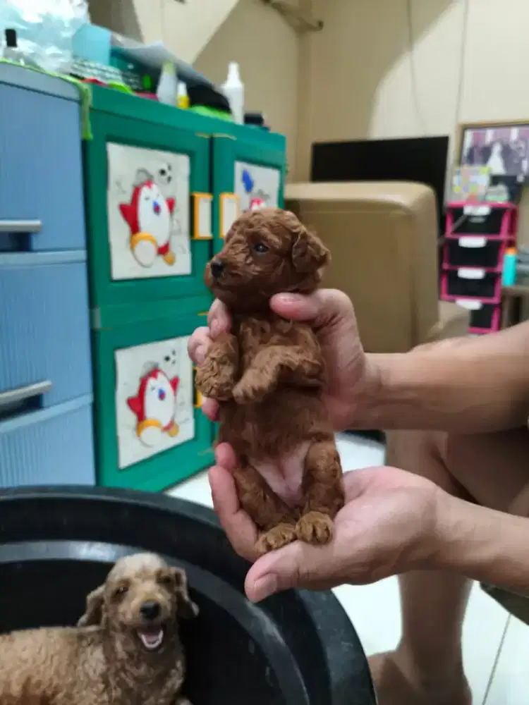 poodle  coklat lutju lutju