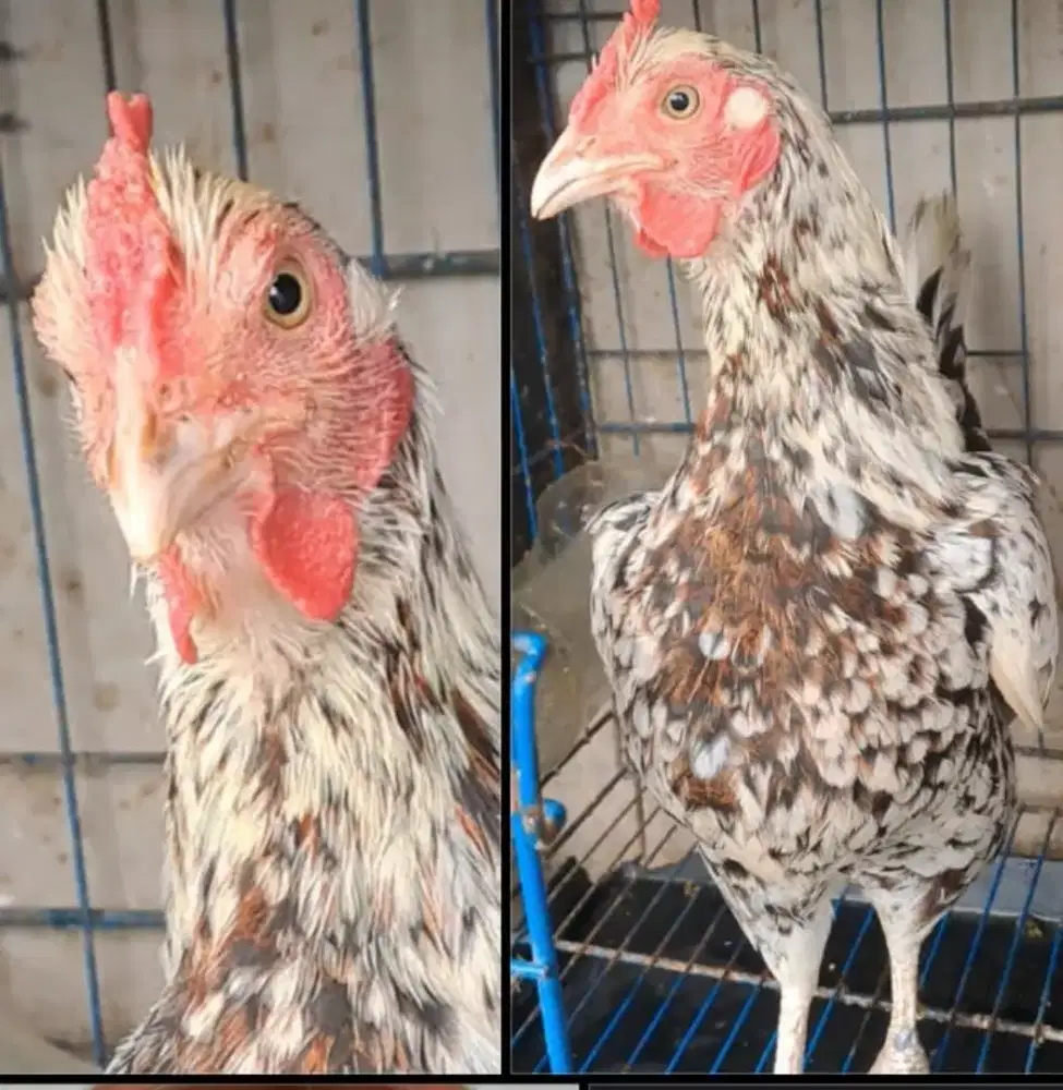 Ayam ketawa betina durasi sambung jengger mawar