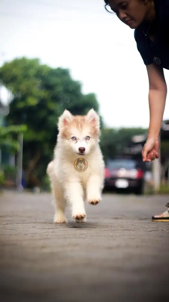 Siberian Husky Puppy