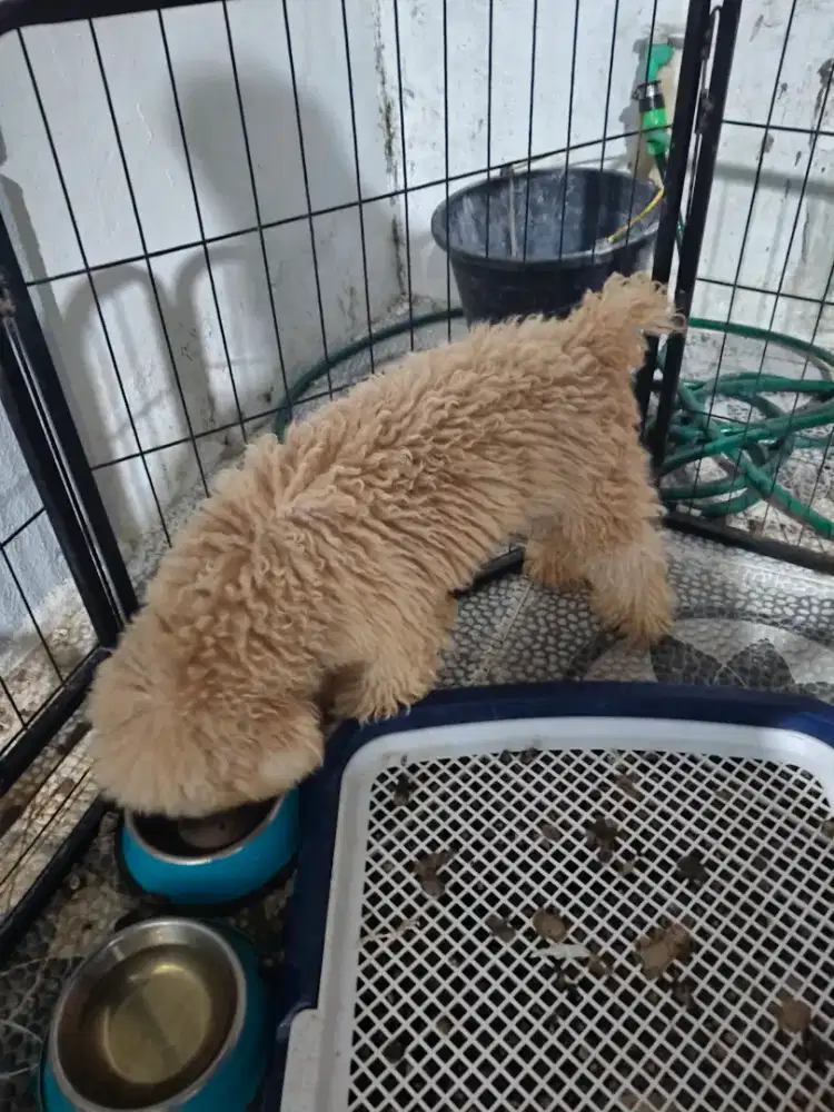 Open adoption buat todtoy podle asli usia 1th lbh buli lebat banget