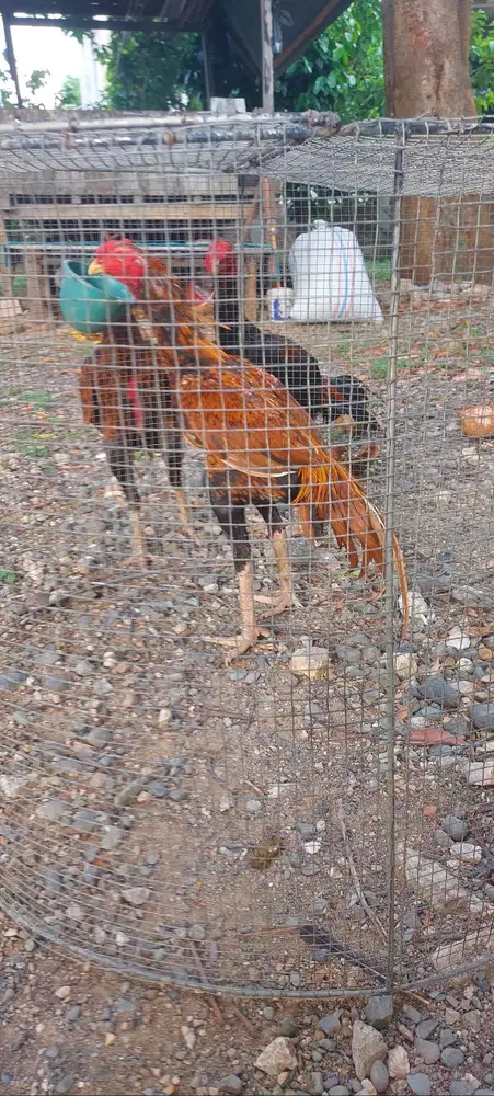 Jual ayam ekor lidi