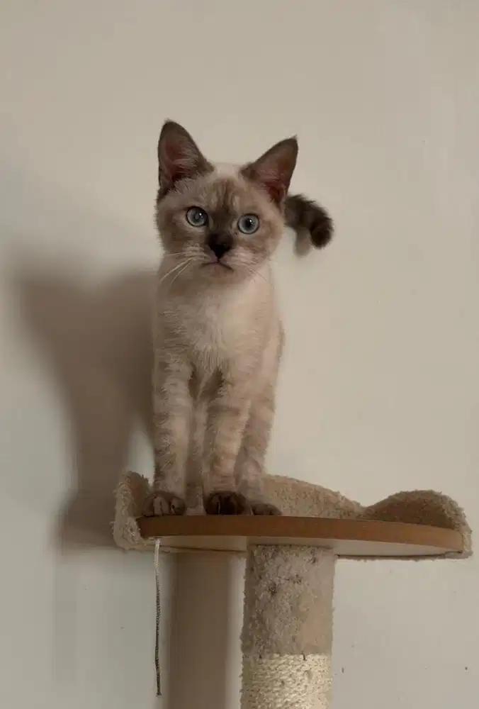 Kucing Tonkinese Jantan Kitten