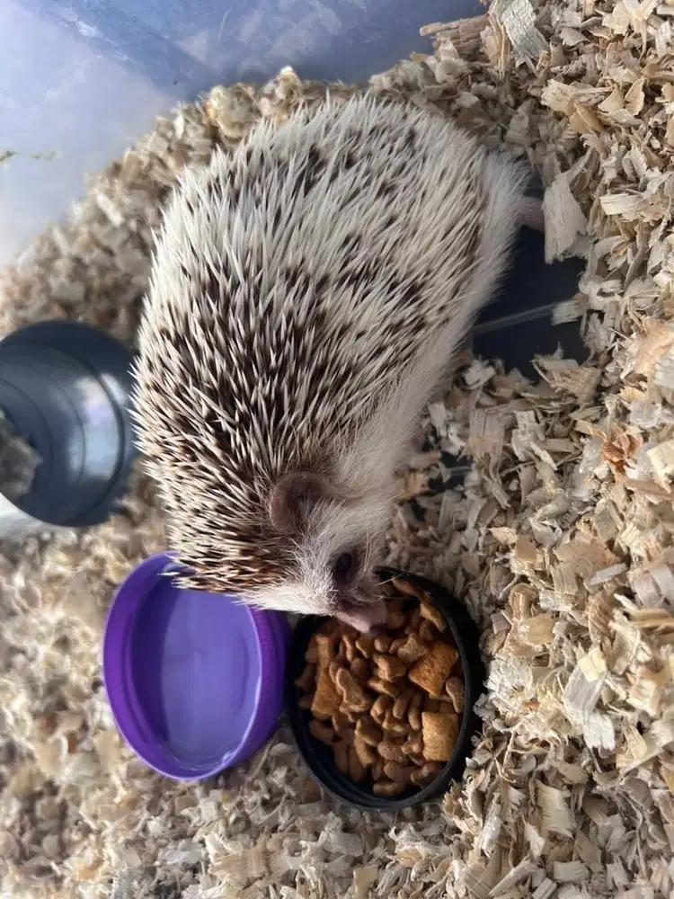 Jual landak mini umur 8 bulan kira2