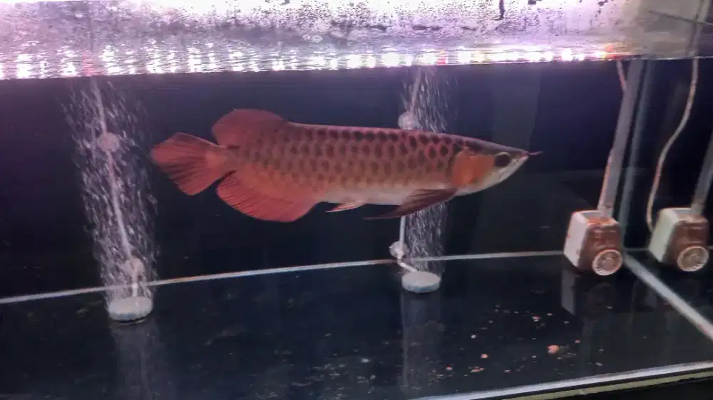 Dijual arwana super red kurang lebih 35cm