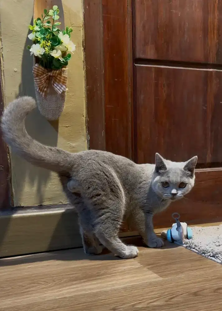 British shorthair