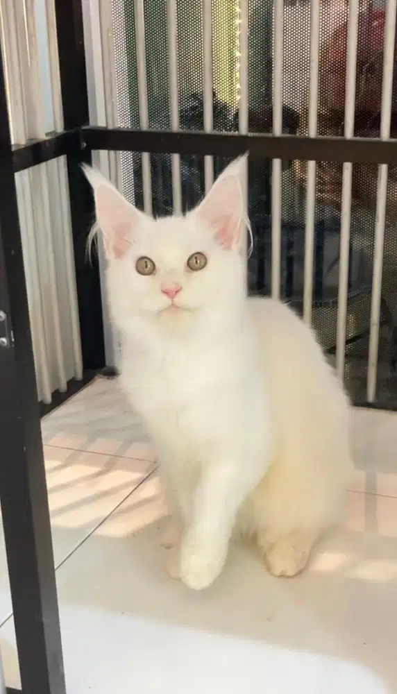 Kitten mainecoon white solid jantan