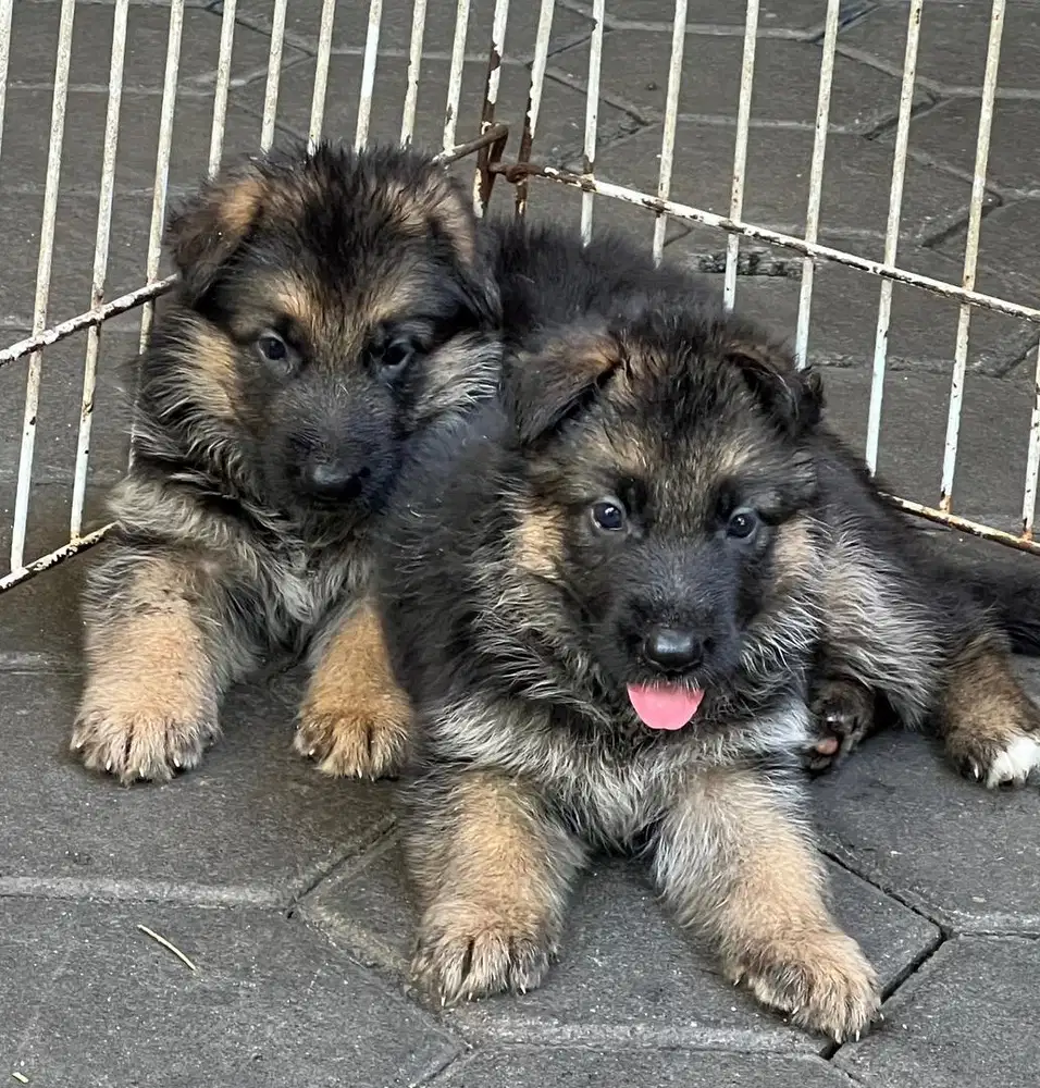 Anjing/ puppies herder cakep high quality