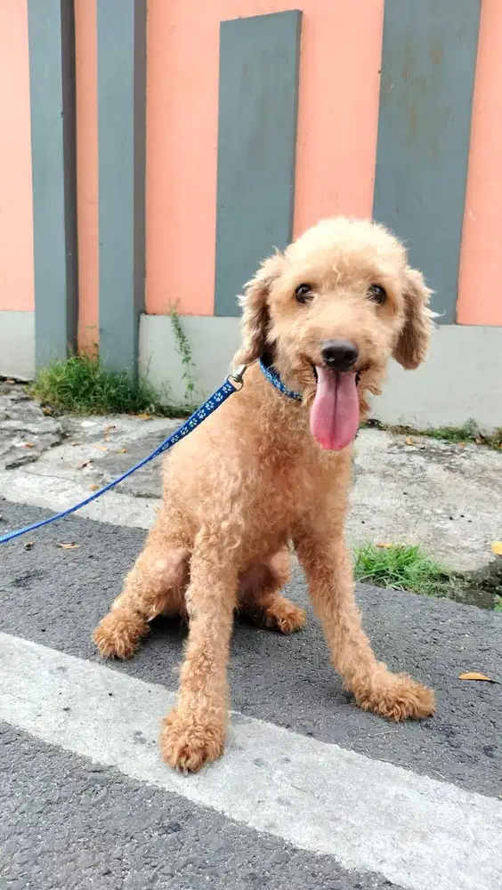 OPEN ADOPSI PODDLE
