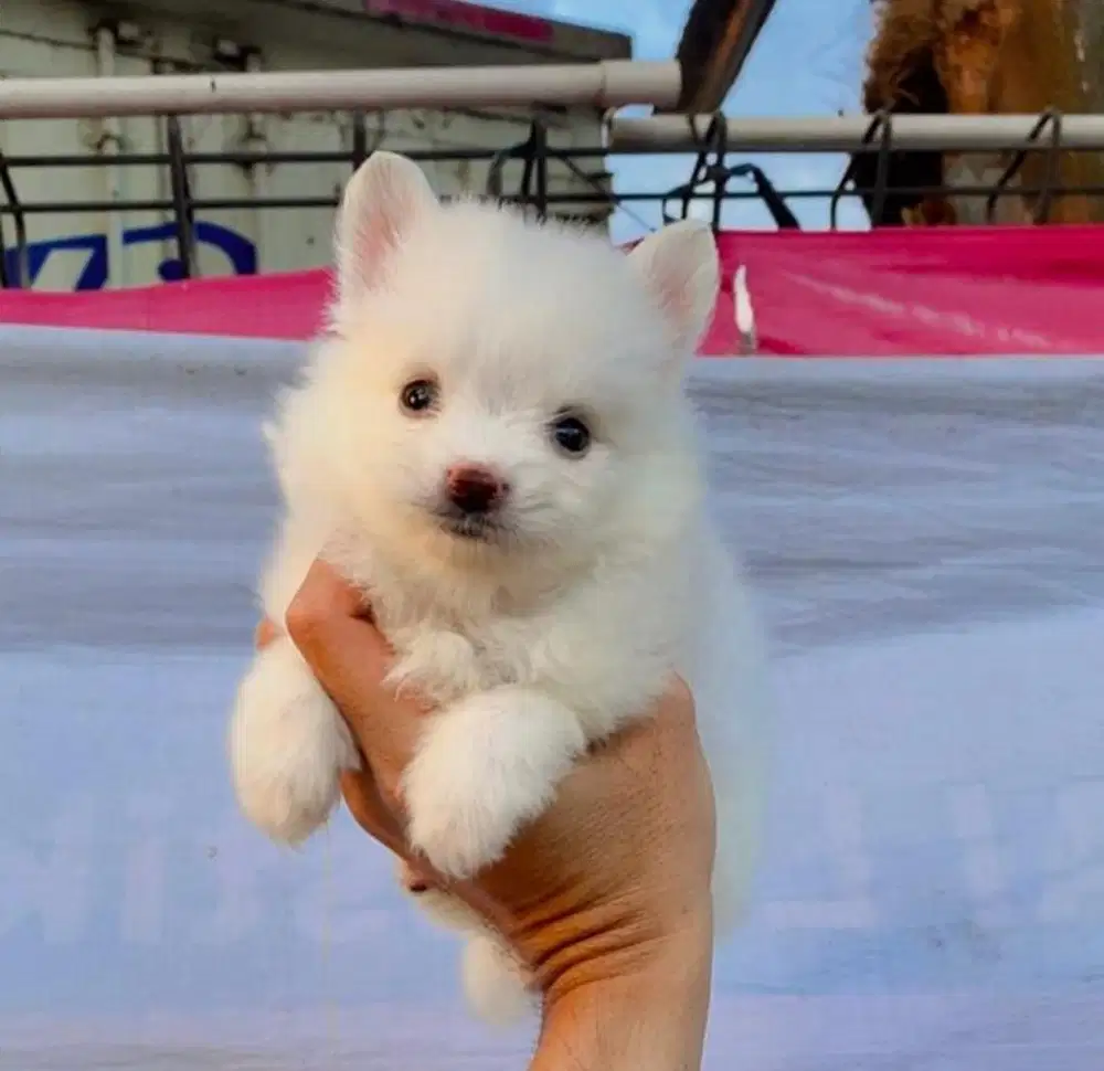 Anjing / puppies minipom jantan murmer