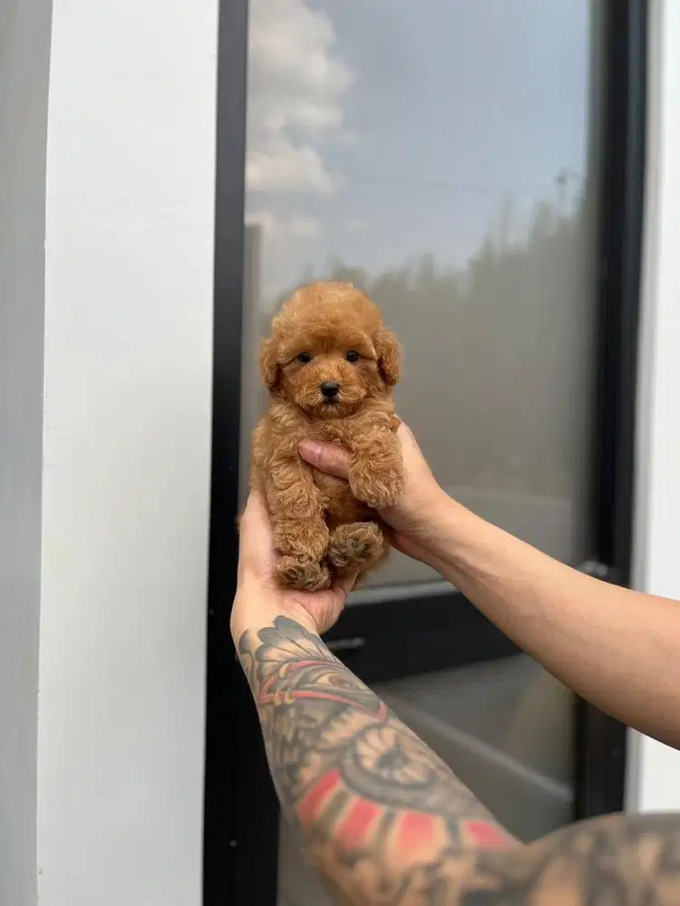 Anjing / puppies red poodle betina