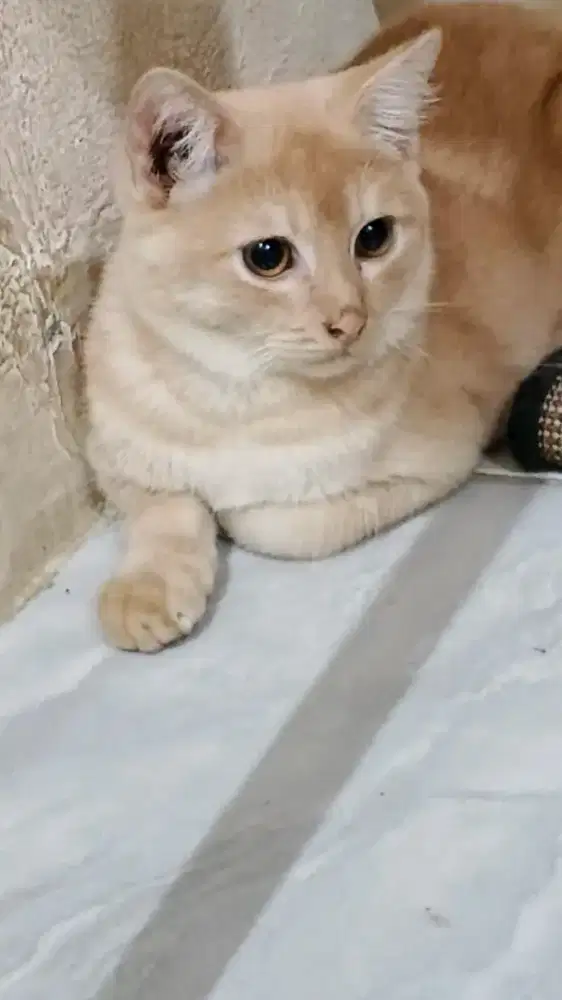 Jual kucing mix BSH. Betina