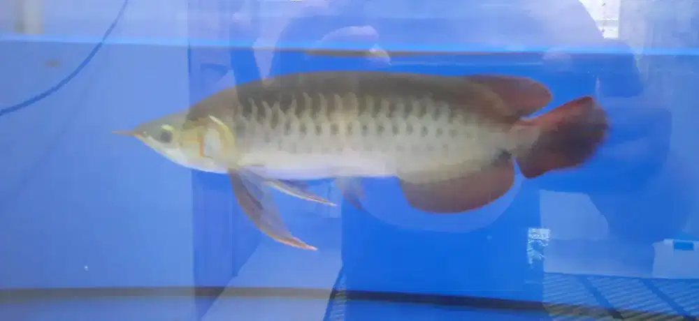 Ikan Arwana Super Red Ori Spauk generasi ke 4 plus Aquaruum full set
