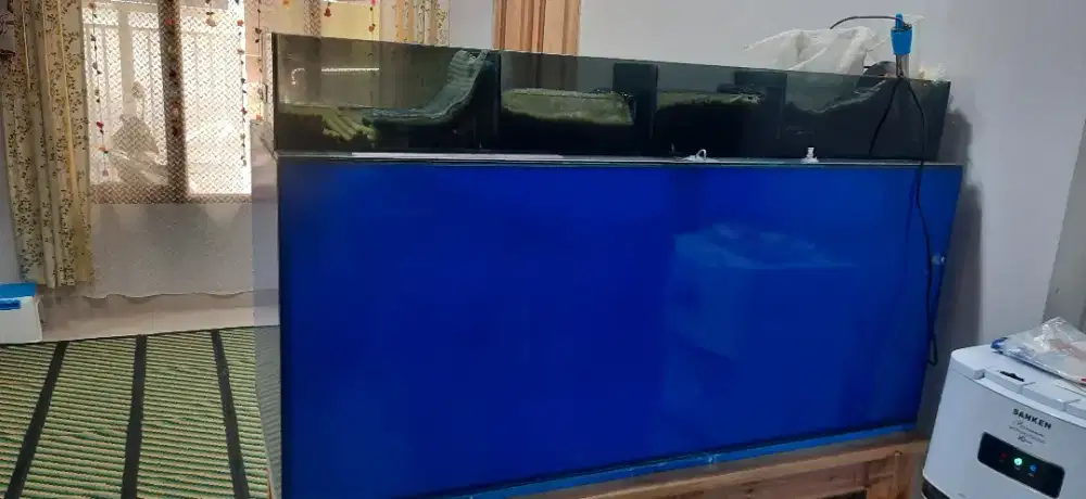 Ikan Arwana Super Red Ori Spauk generasi ke 4 plus Aquaruum full set