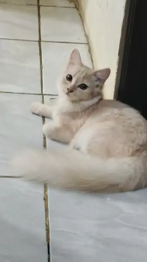 Jual kucing mix BSH