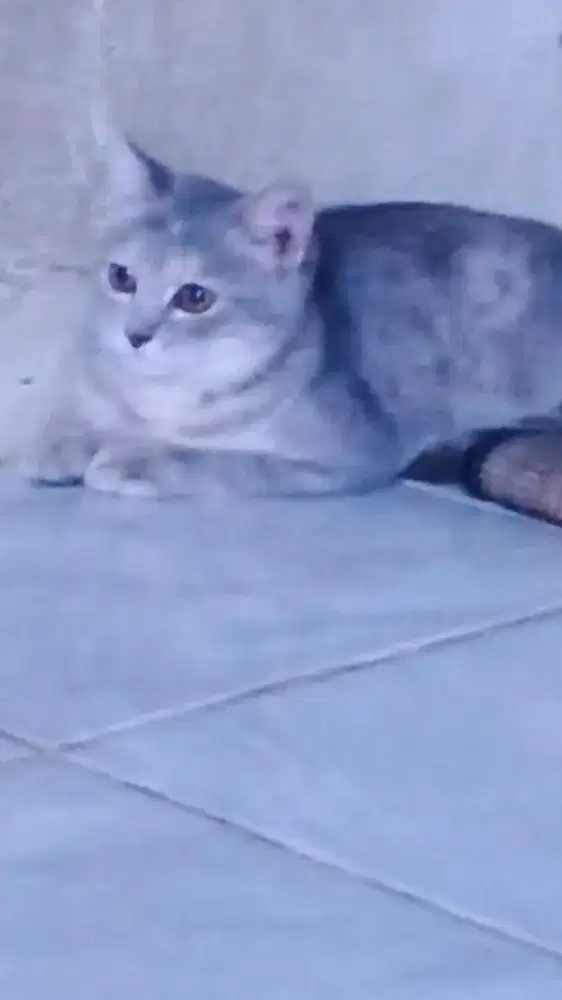 Jual kucing Mix BSH