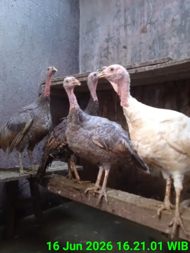 Ayam Kalkun bukan Kate Pelung Bangkok