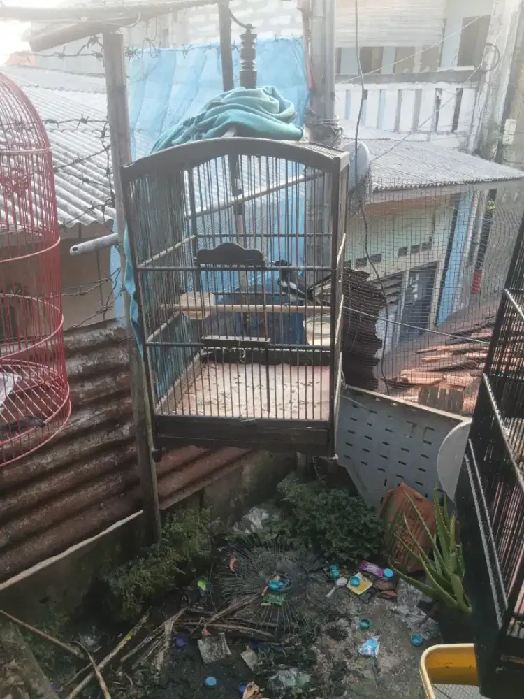 Burung kacer fulset
