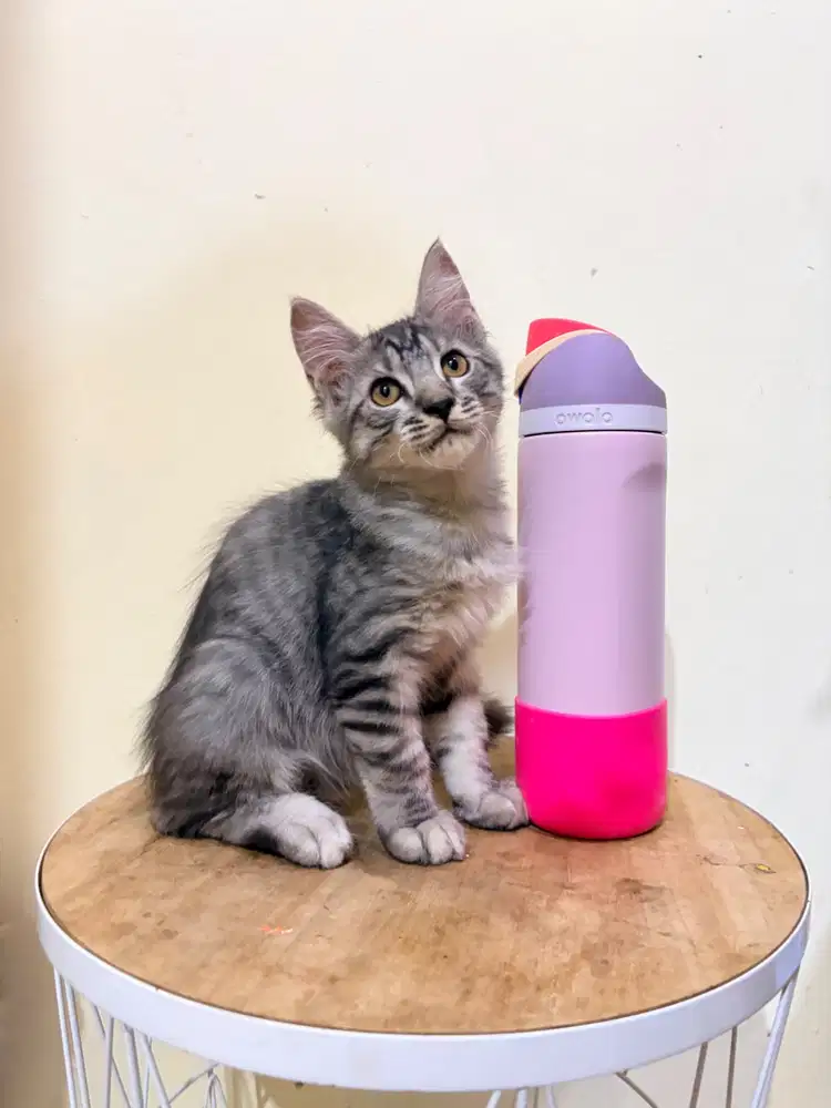 Mainecoon Pure Np