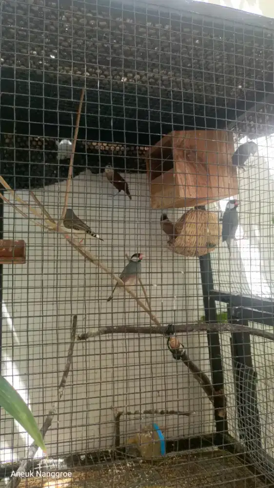 Pecinta burung Finch