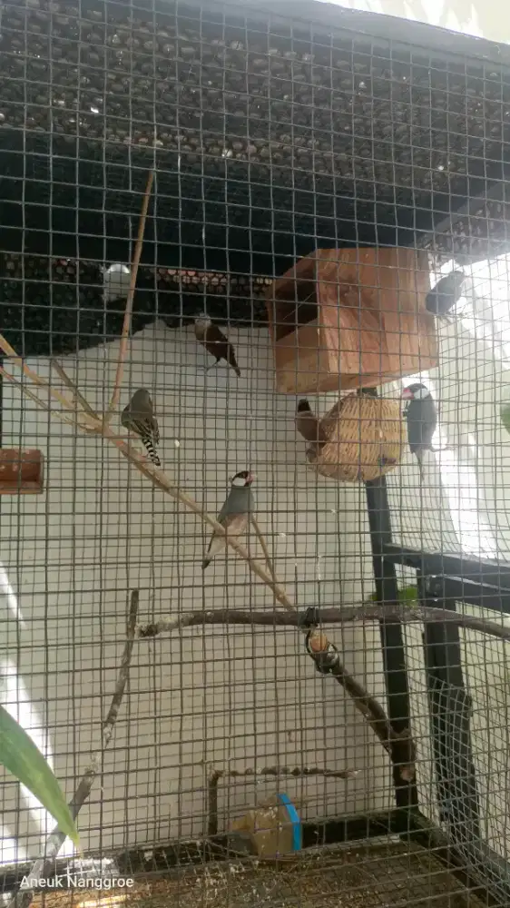 Pecinta burung Finch