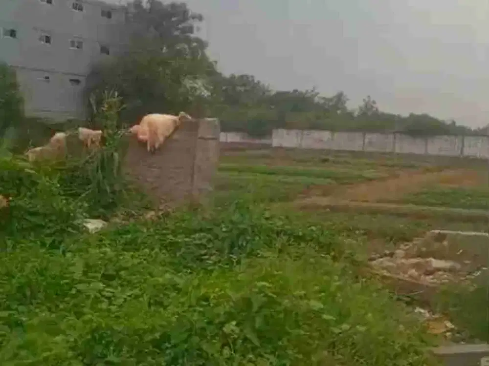 Disewakan Tanah kosong Jalan Raya cocok utk usaha strategis akses container