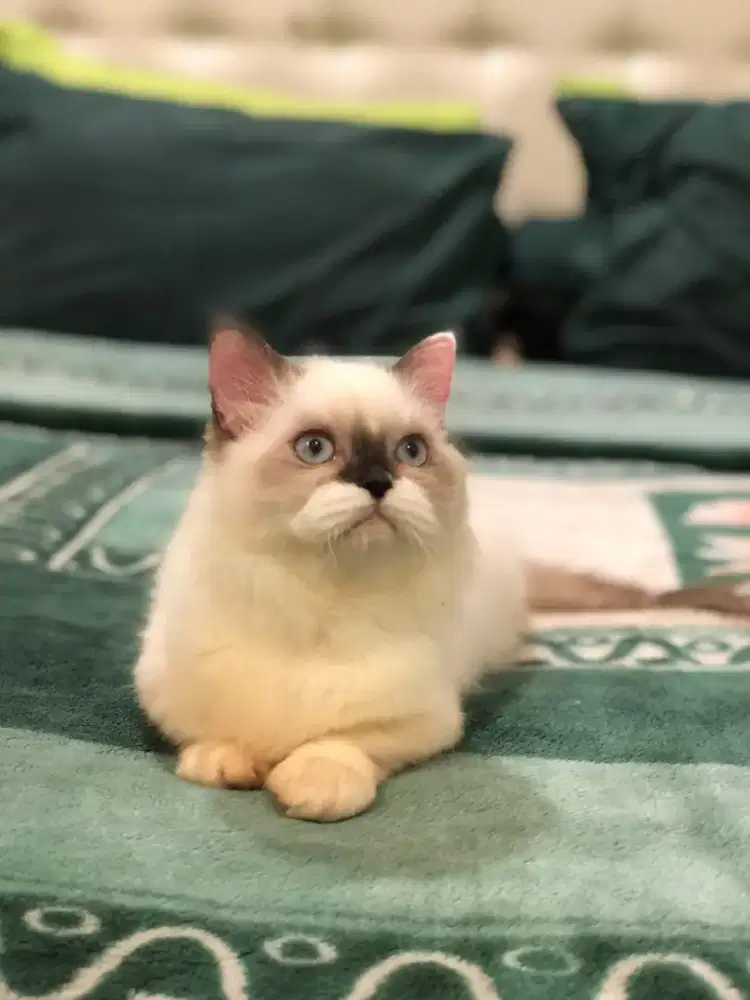 Munchkin Bsh Ragdoll jantan