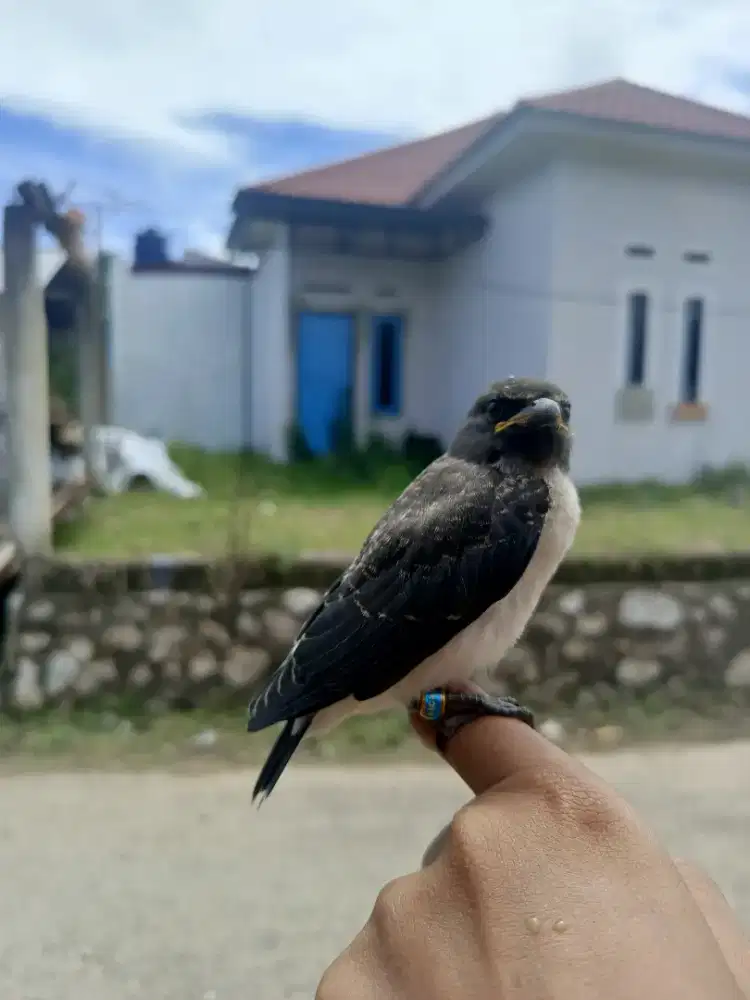 Burung kekep dada putih