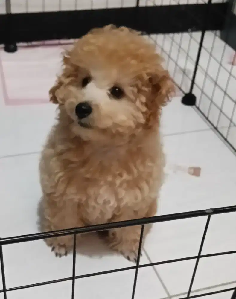 Toy poodle apricot lucu