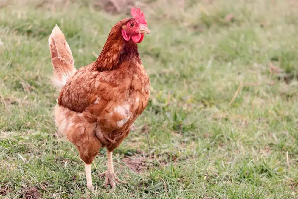Ayam petelur (Pekir)