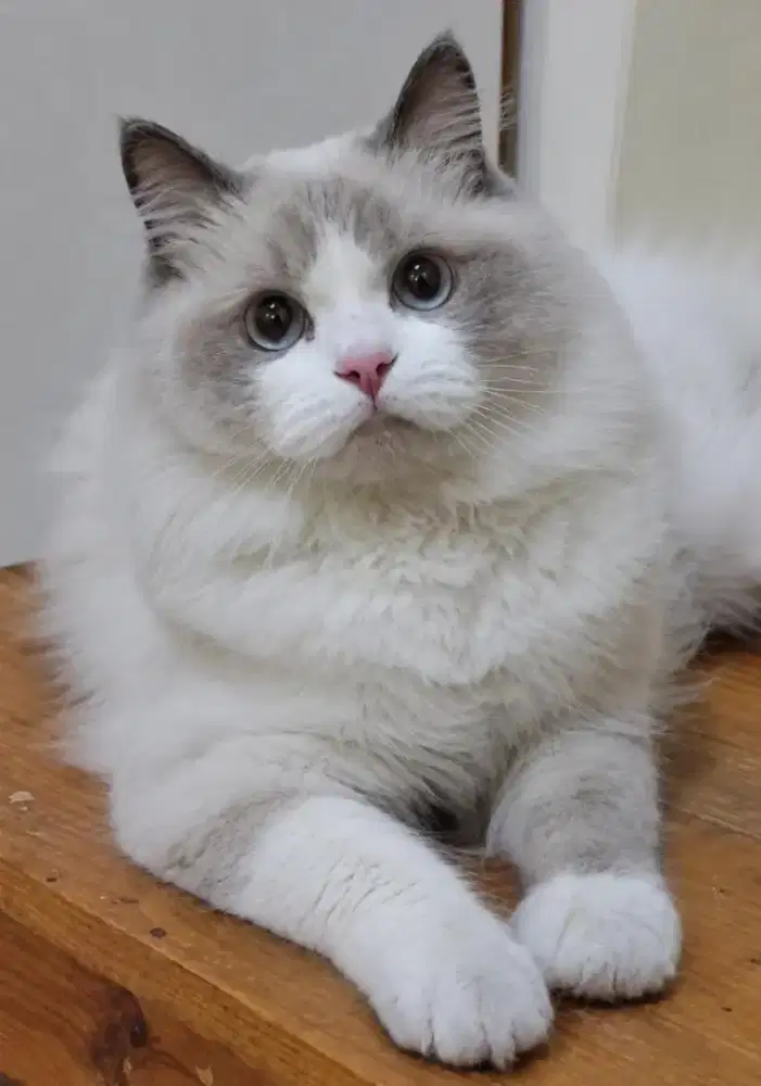 Ragdoll jantan 8 bulan parent import