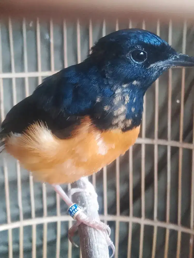 Burung murai trotolan jantan