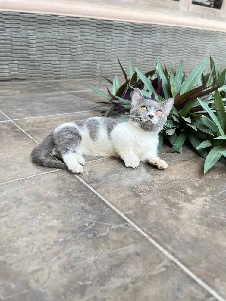 Kucing munchkin british shorthair bsh kitten