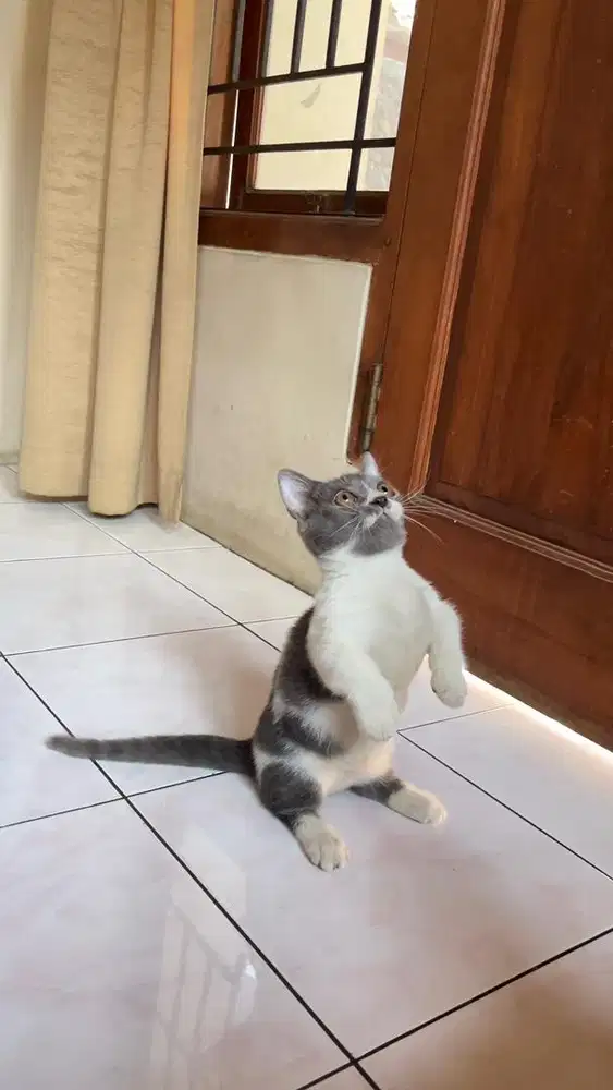 Kitten munchkin bsh british shorthair kucing