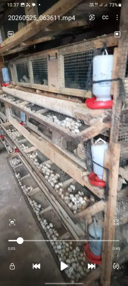 Ayam Ternak puyuh