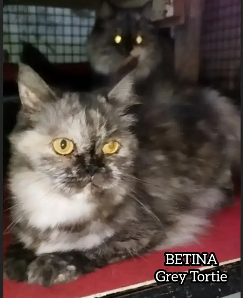 Kucing Betina Flatnose Dewasa Birahi Abu Tortie