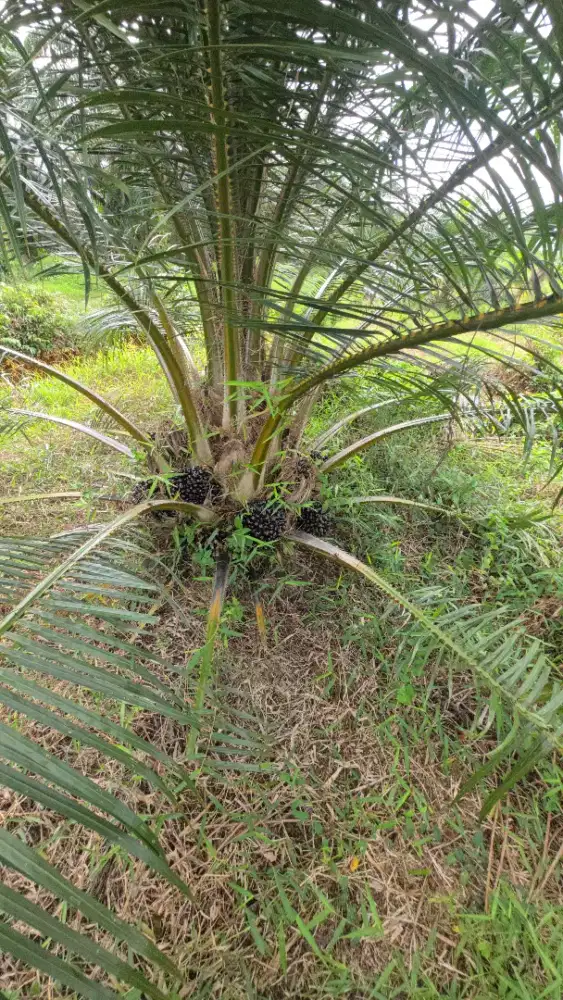 LOWONGAN KERJA URUS KEBUN SAWIT 7 HEKTAR