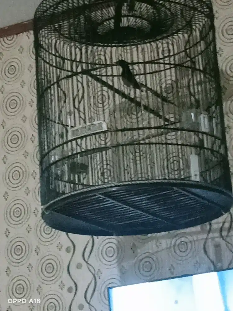 Murei batu gcor