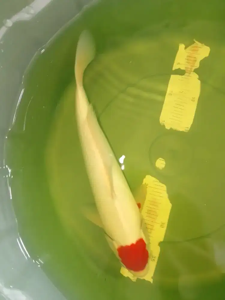 Ikan koi jenis Tancho Kohaku 36cm