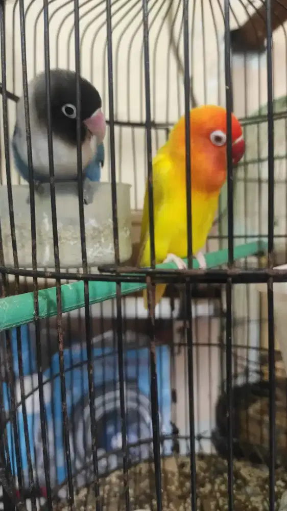 lovebird indukan mangsi x lutino mm
