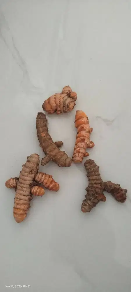 Kunyit Super Hasil Taman Bahagia
