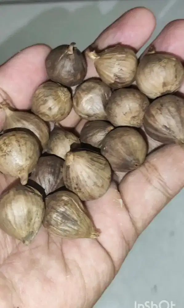 Black Garlic Bawang Tunggal