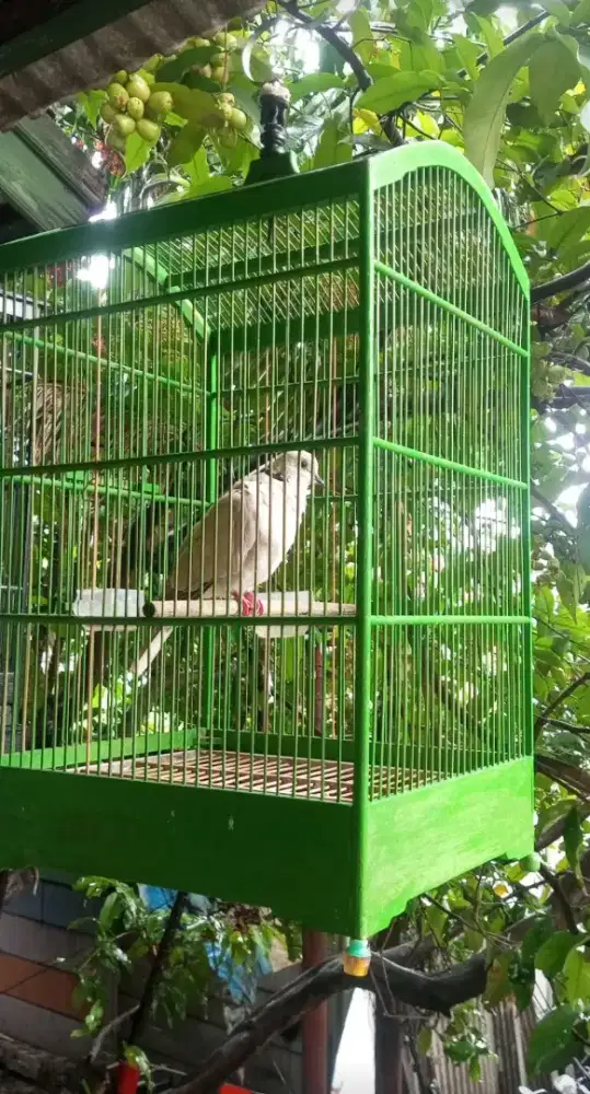Puter pelung gacor