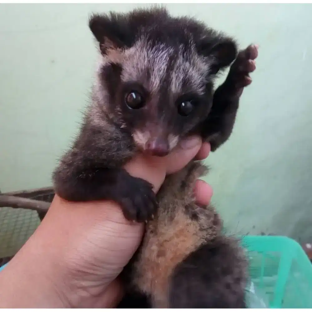 Musang Pandan Anakan