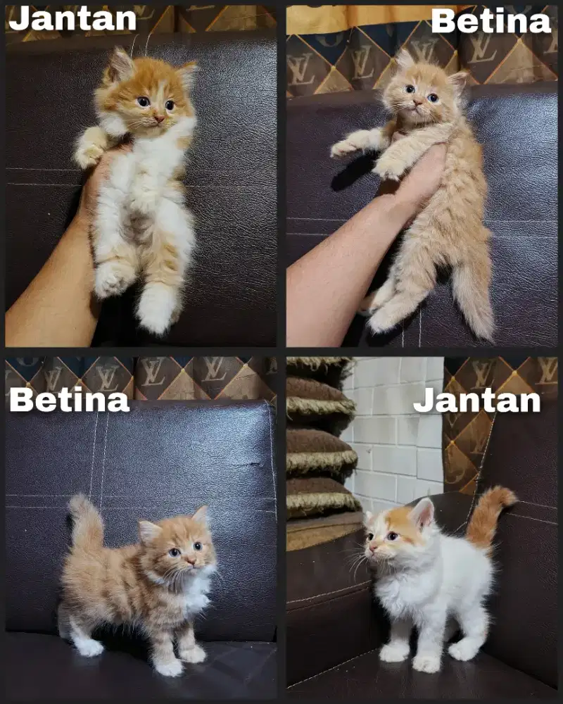 Kitten Persia bulu kapas