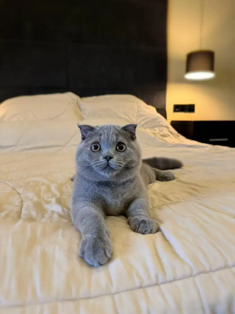 kucing scottish fold