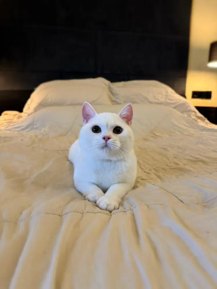 kucing bsh british shorthair