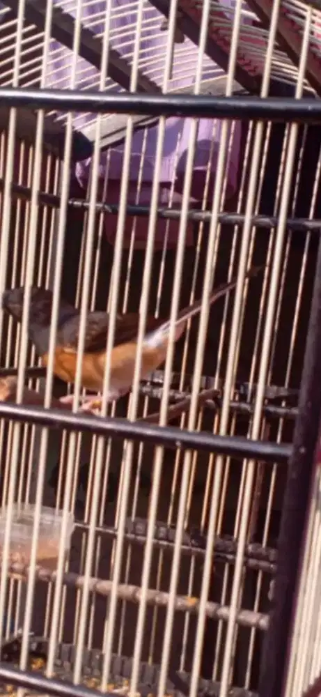 Burung murai batu trotol
