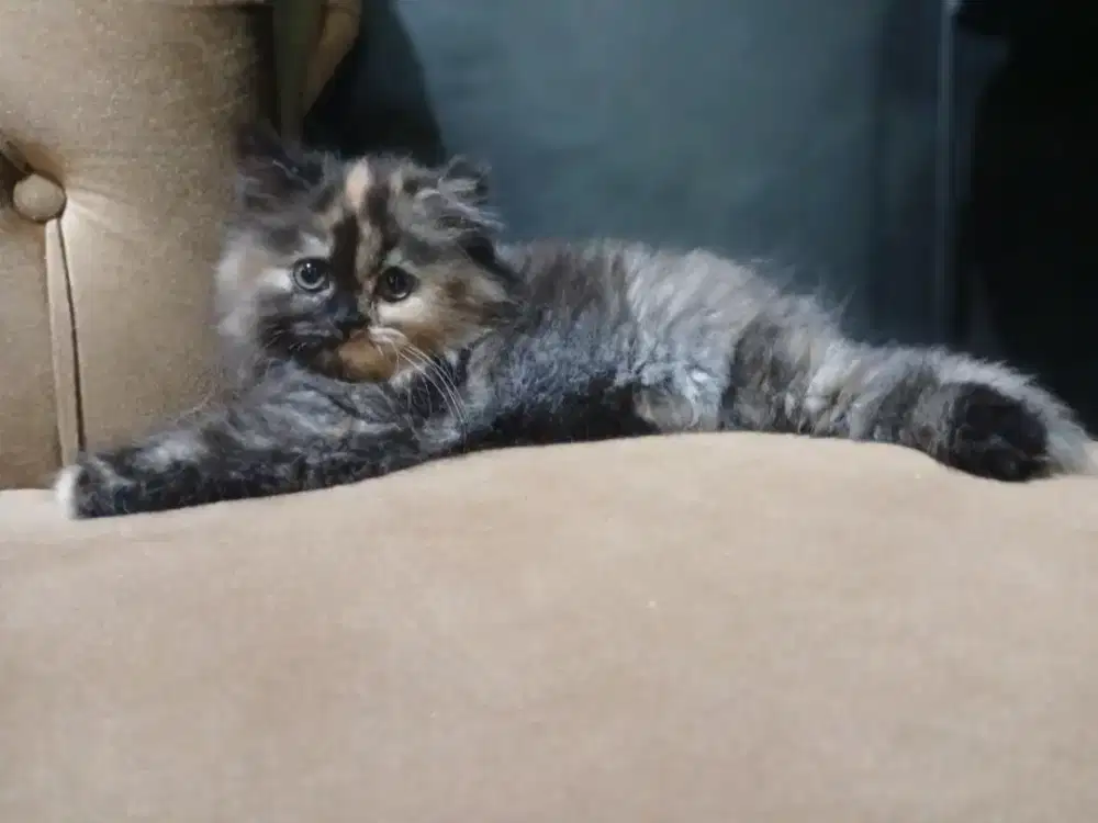 Kuciing kitten / anakan kucing